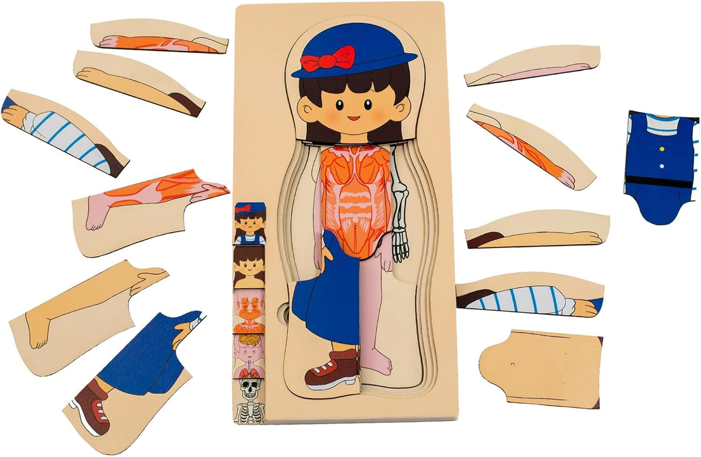 juego de rompecabezas de anatomía