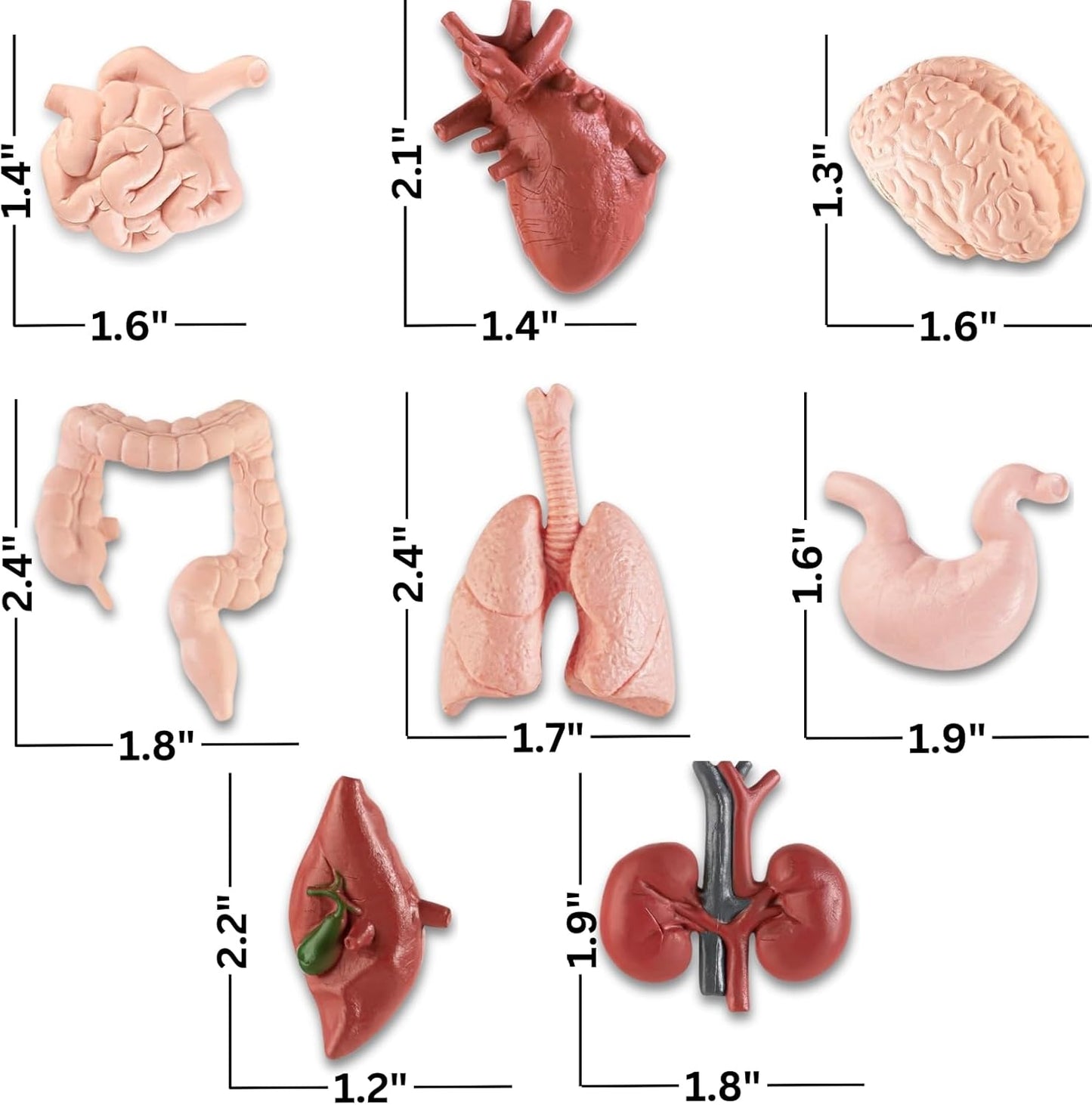 8 piezas de figuras de órganos humanos