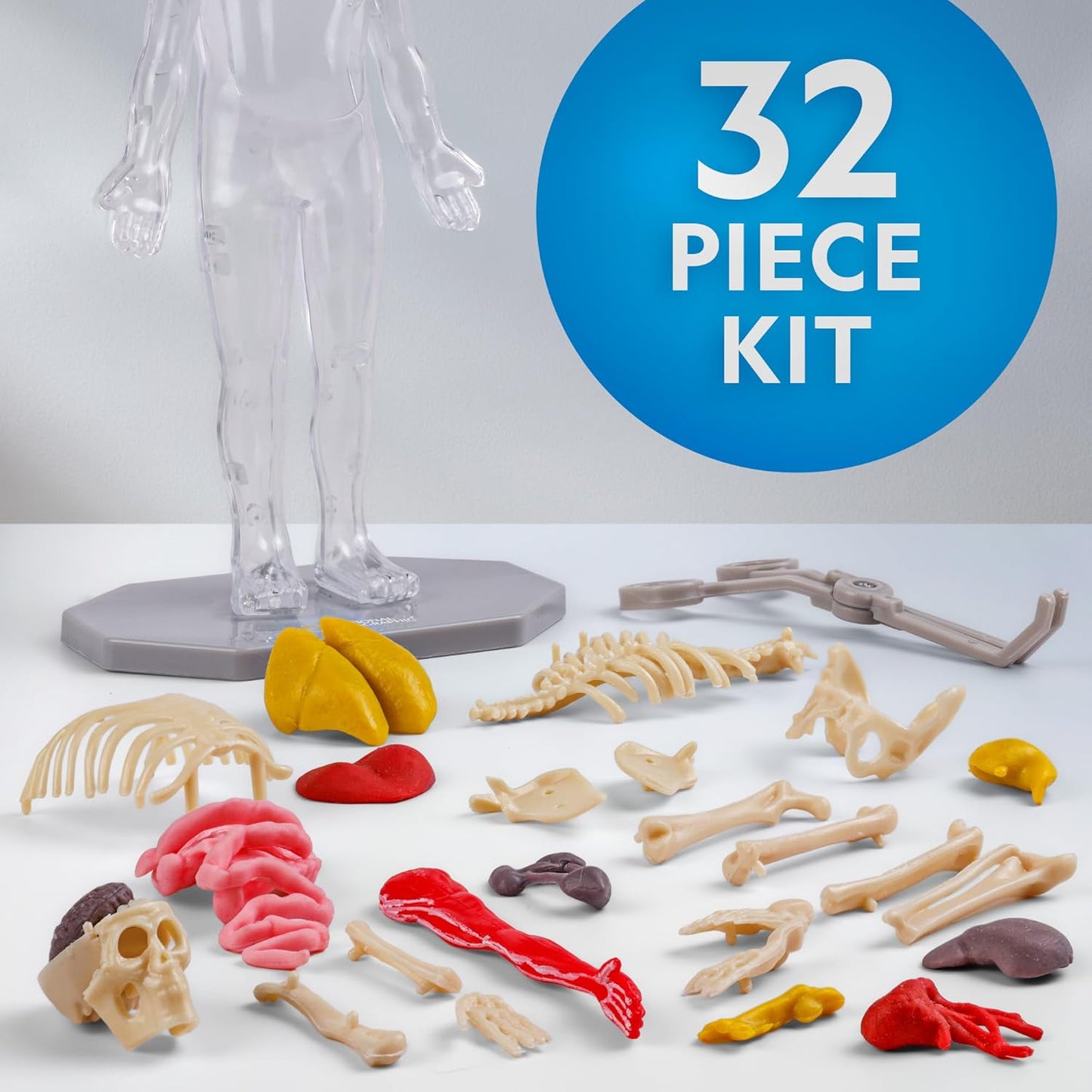 Modelo de cuerpo humano