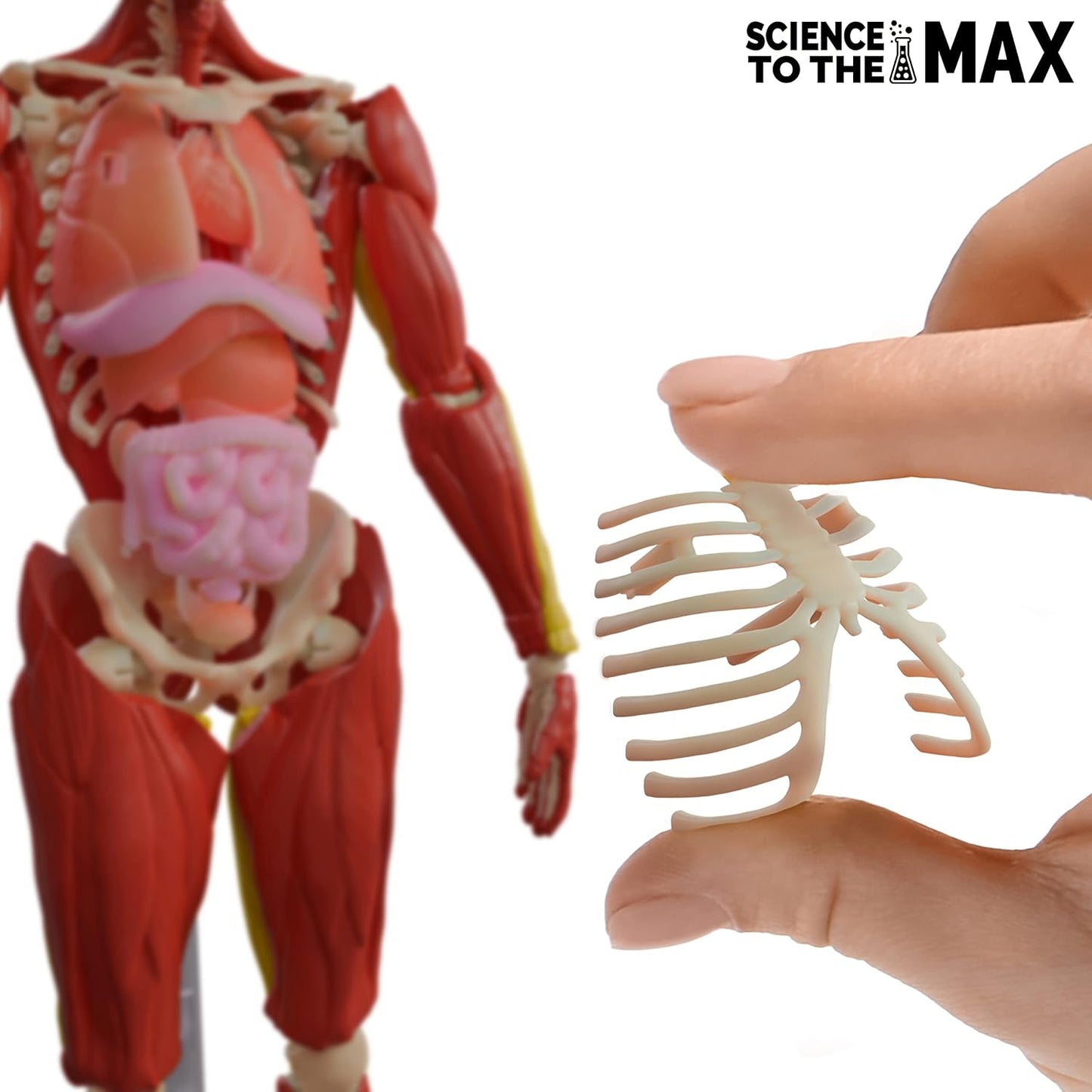 Ciencia al máximo: cuerpo humano interactivo