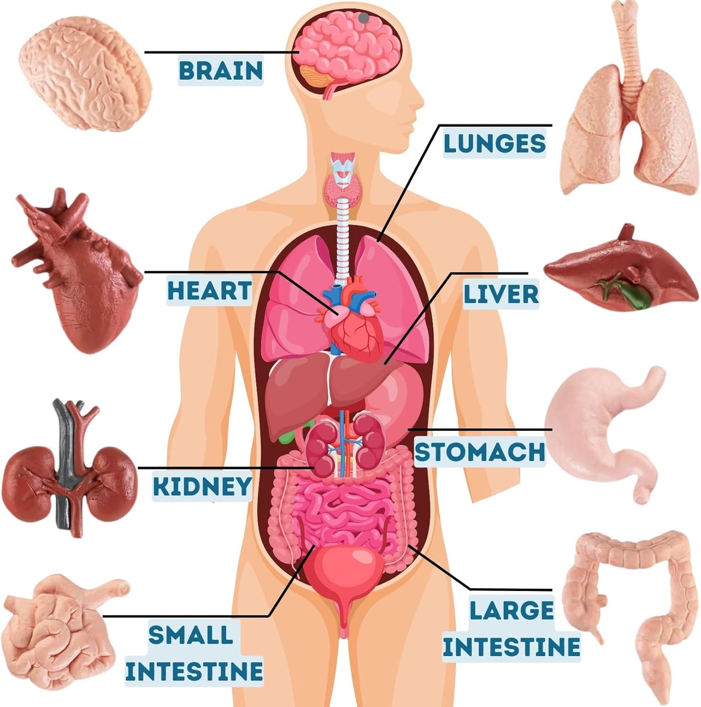 8 piezas de figuras de órganos humanos