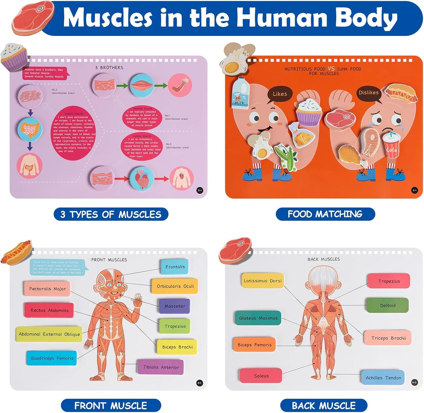 Libro de actividades anatomía