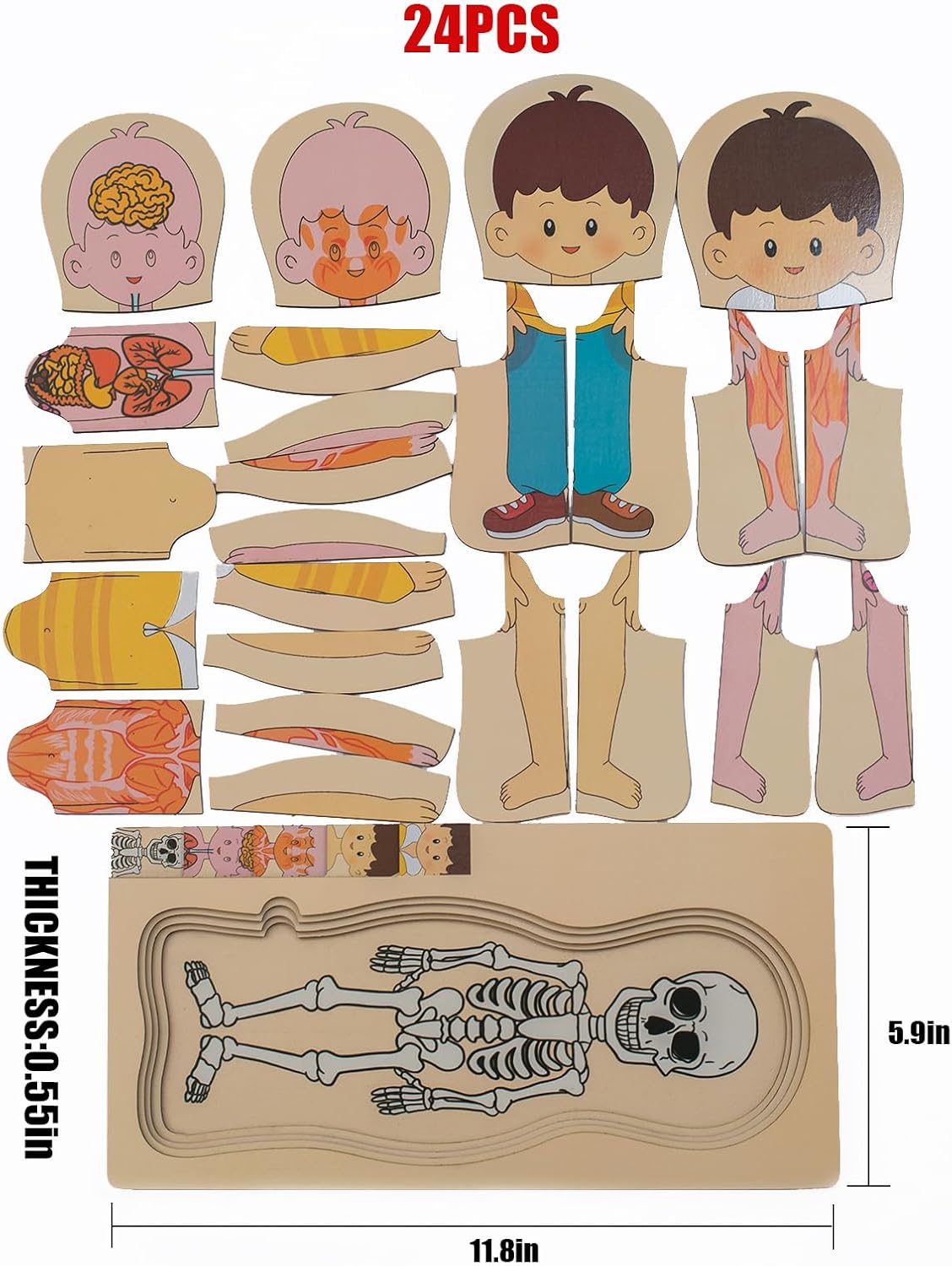 Juego de rompecabezas de anatomía
