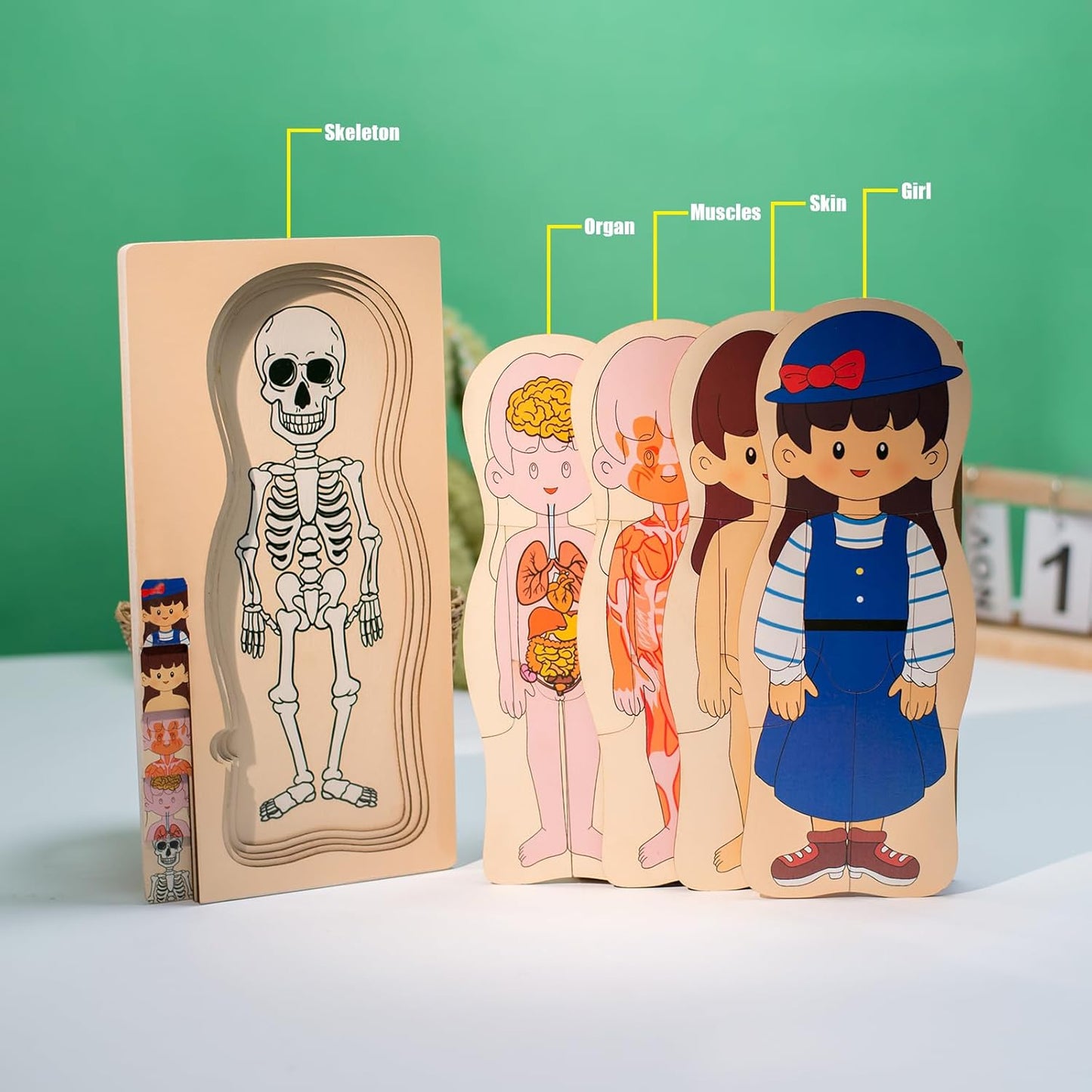 juego de rompecabezas de anatomía