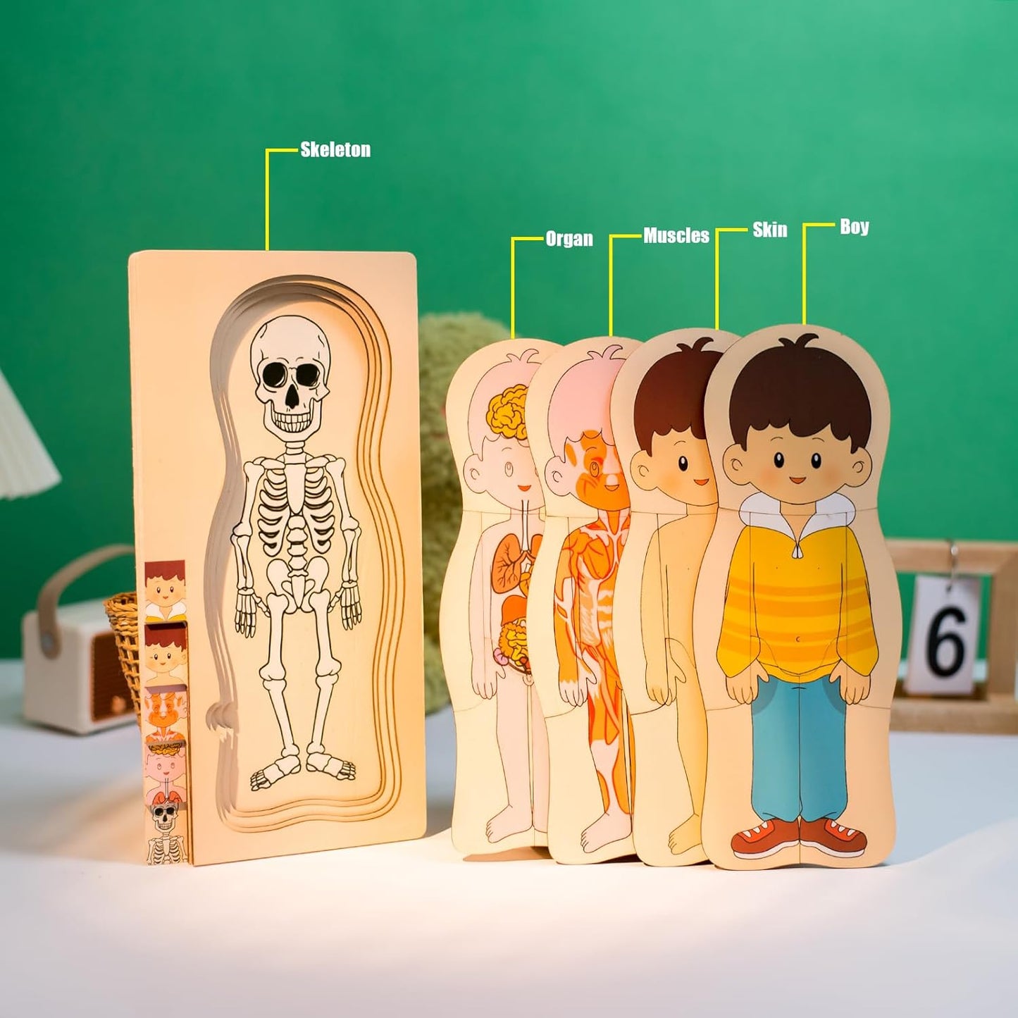 Juego de rompecabezas de anatomía