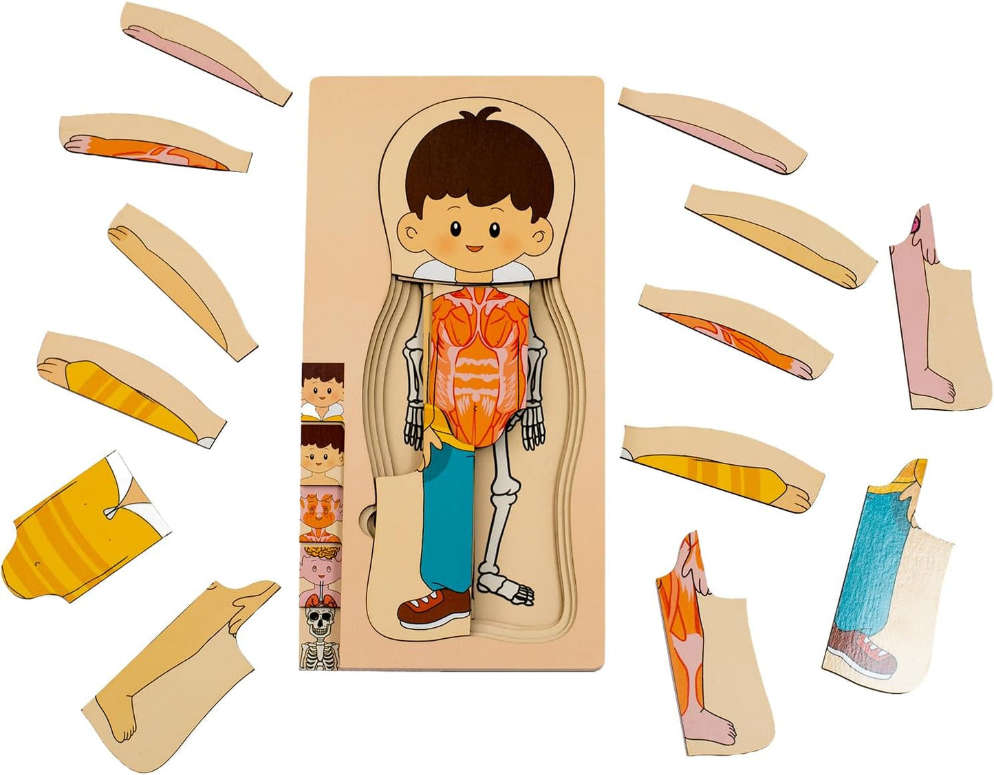 Juego de rompecabezas de anatomía