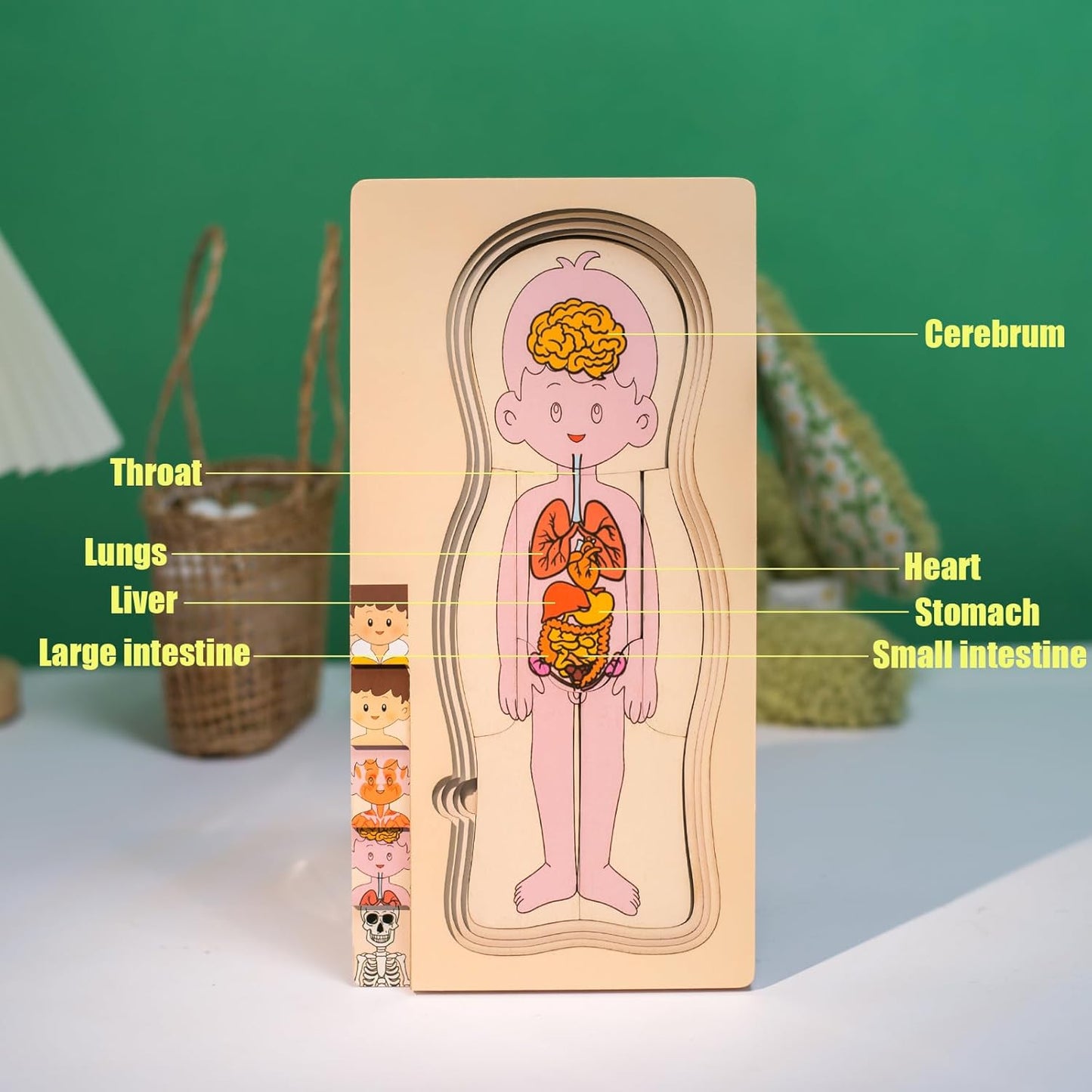 Juego de rompecabezas de anatomía