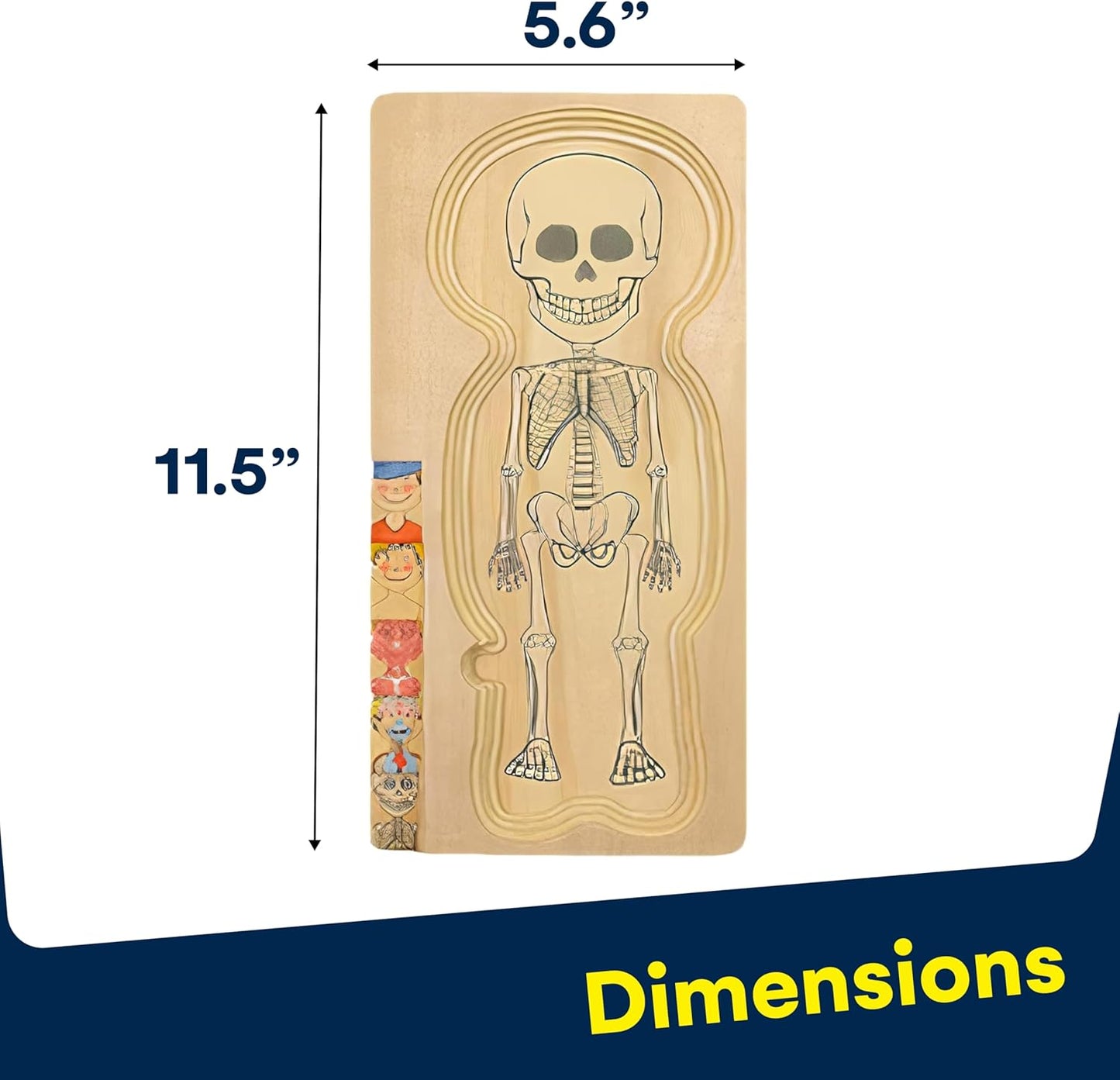 Juego de rompecabezas de anatomía
