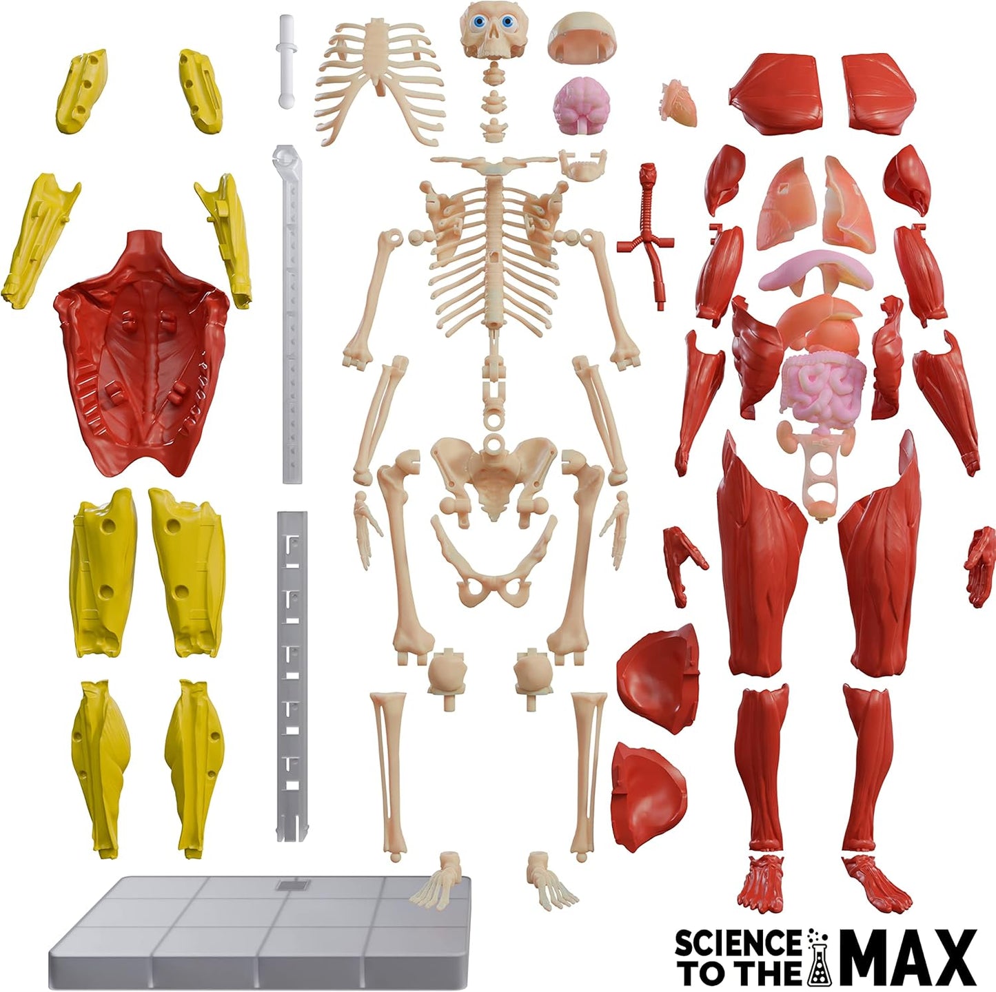Ciencia al máximo: cuerpo humano interactivo
