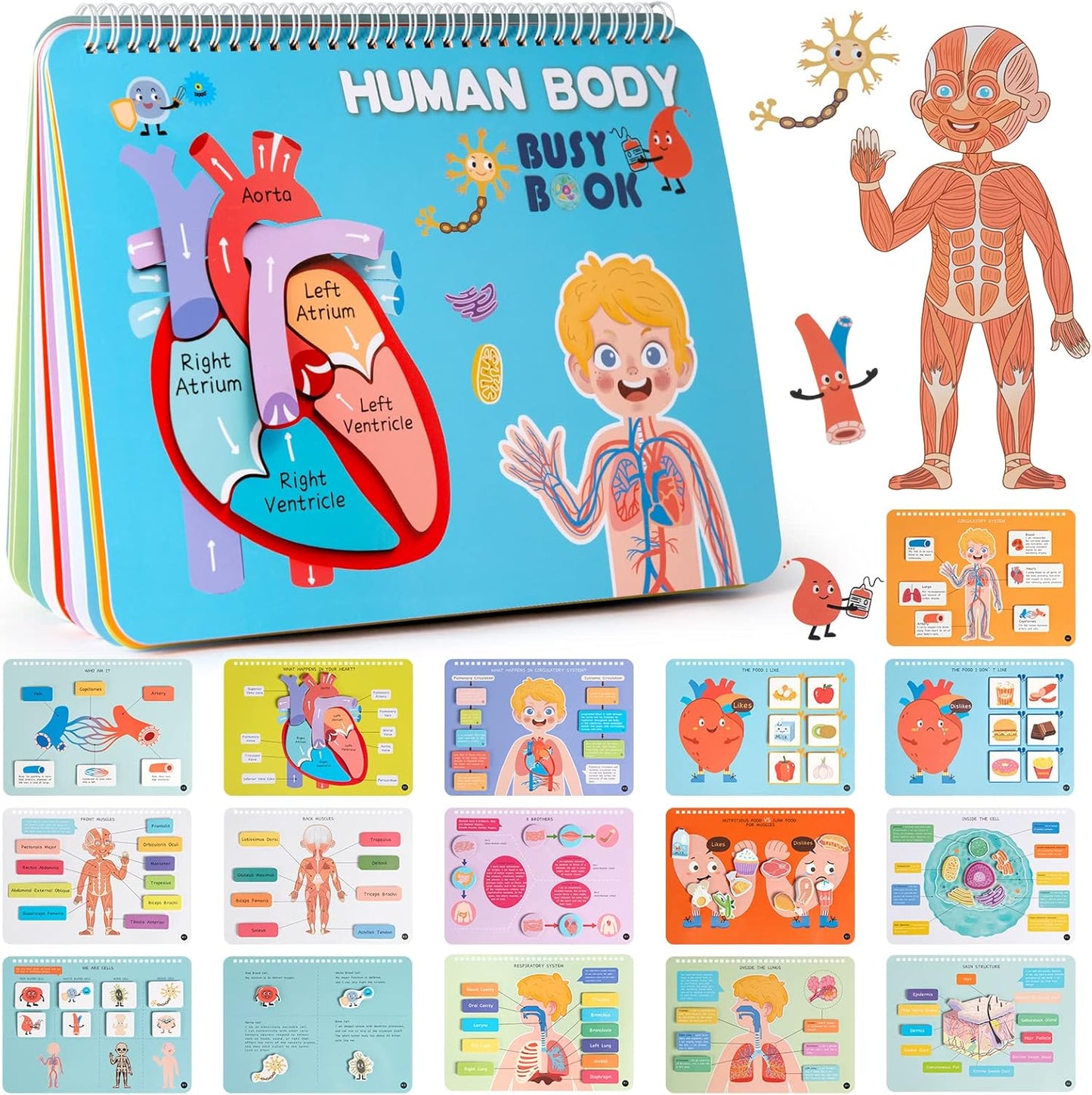 Libro de actividades anatomía