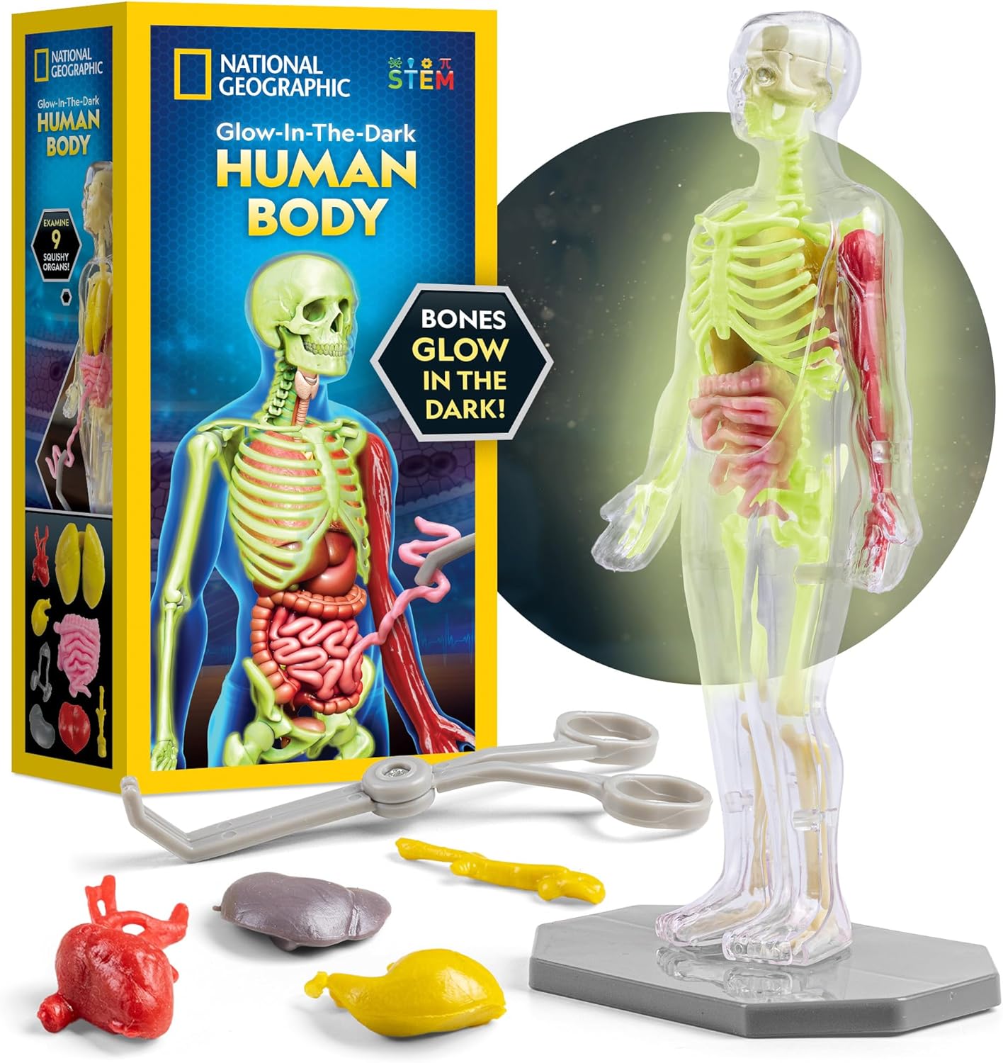 Modelo de cuerpo humano