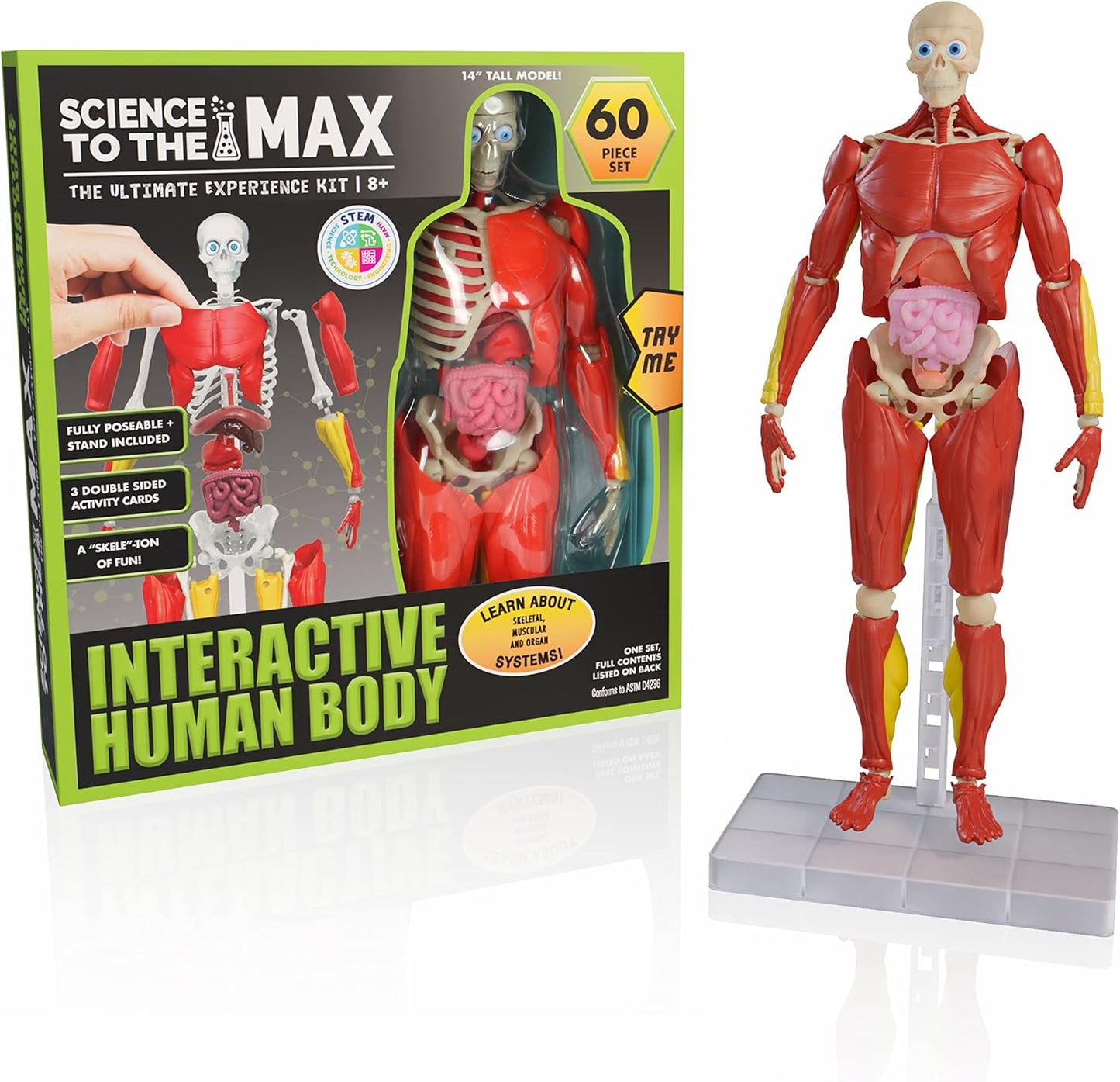 Ciencia al máximo: cuerpo humano interactivo