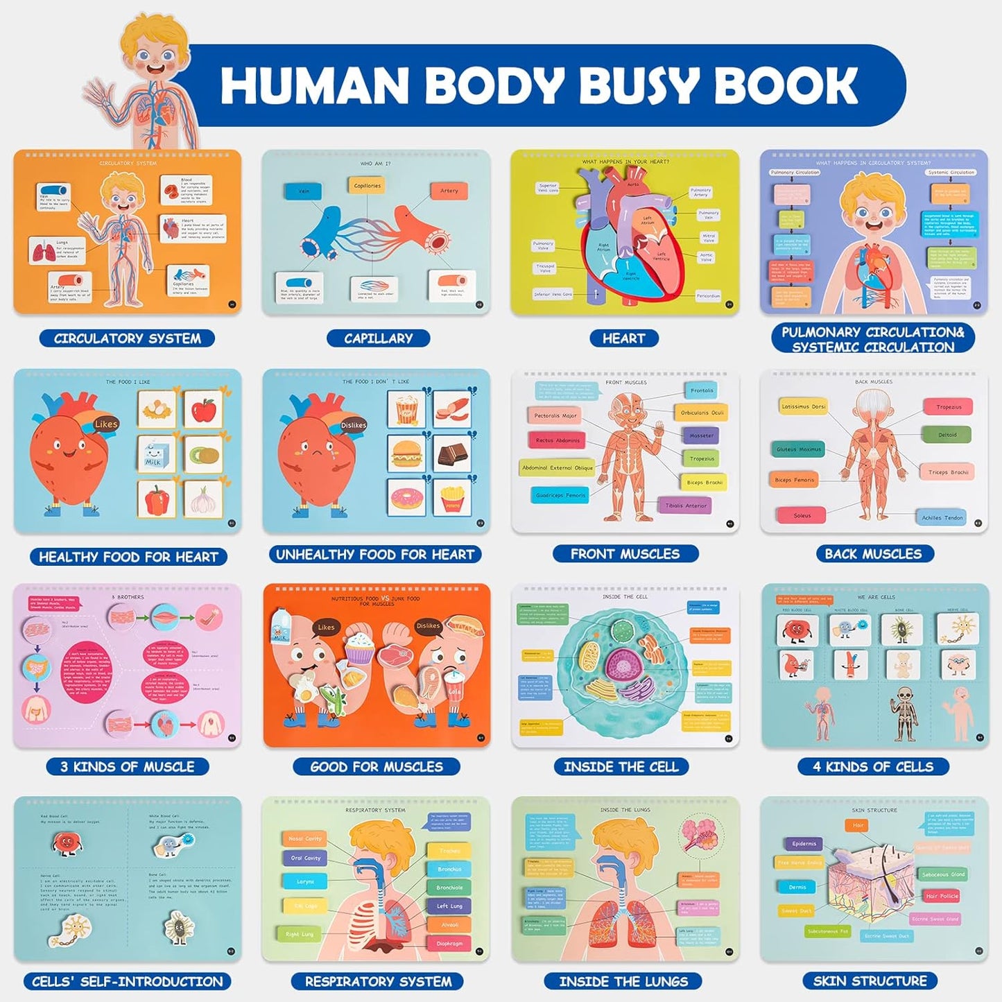 Libro de actividades anatomía
