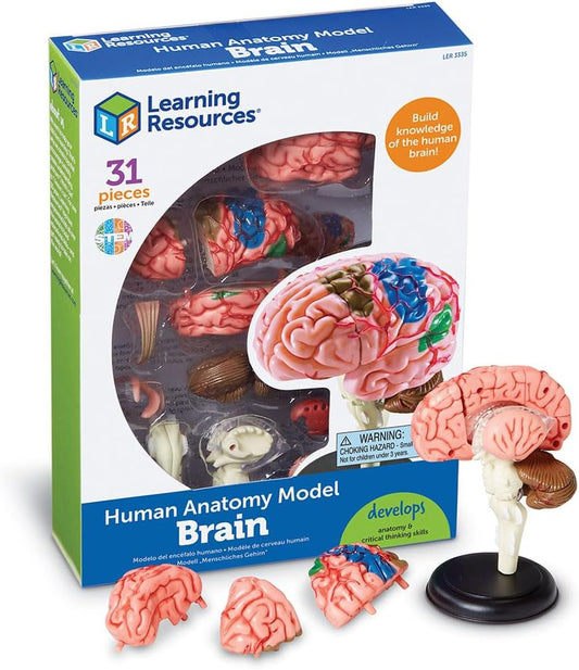 Modelo de cerebro Learning Resources