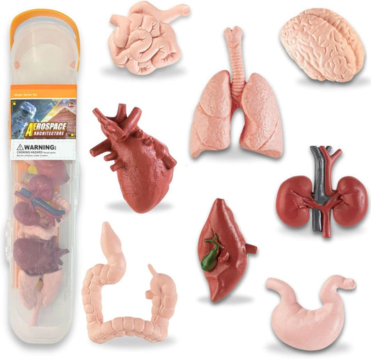 8 piezas de figuras de órganos humanos