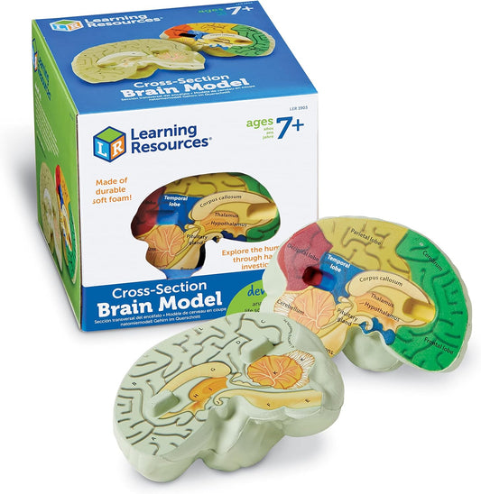 Learning Resources, maqueta del cerebro con corte transversal